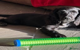 Cocker Spaniel dogs for sale: FULLY VACCINATED Black FEMALE cocker spaniel in Mold - Image 24