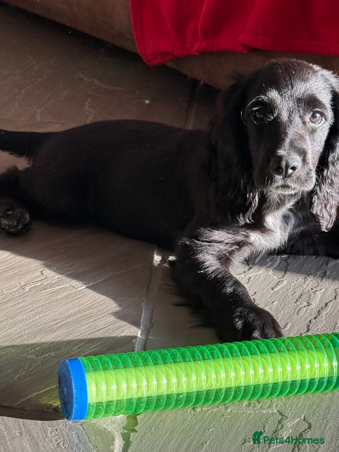 Cocker Spaniel dogs for sale: FULLY VACCINATED Black FEMALE cocker spaniel in Mold - Image 24