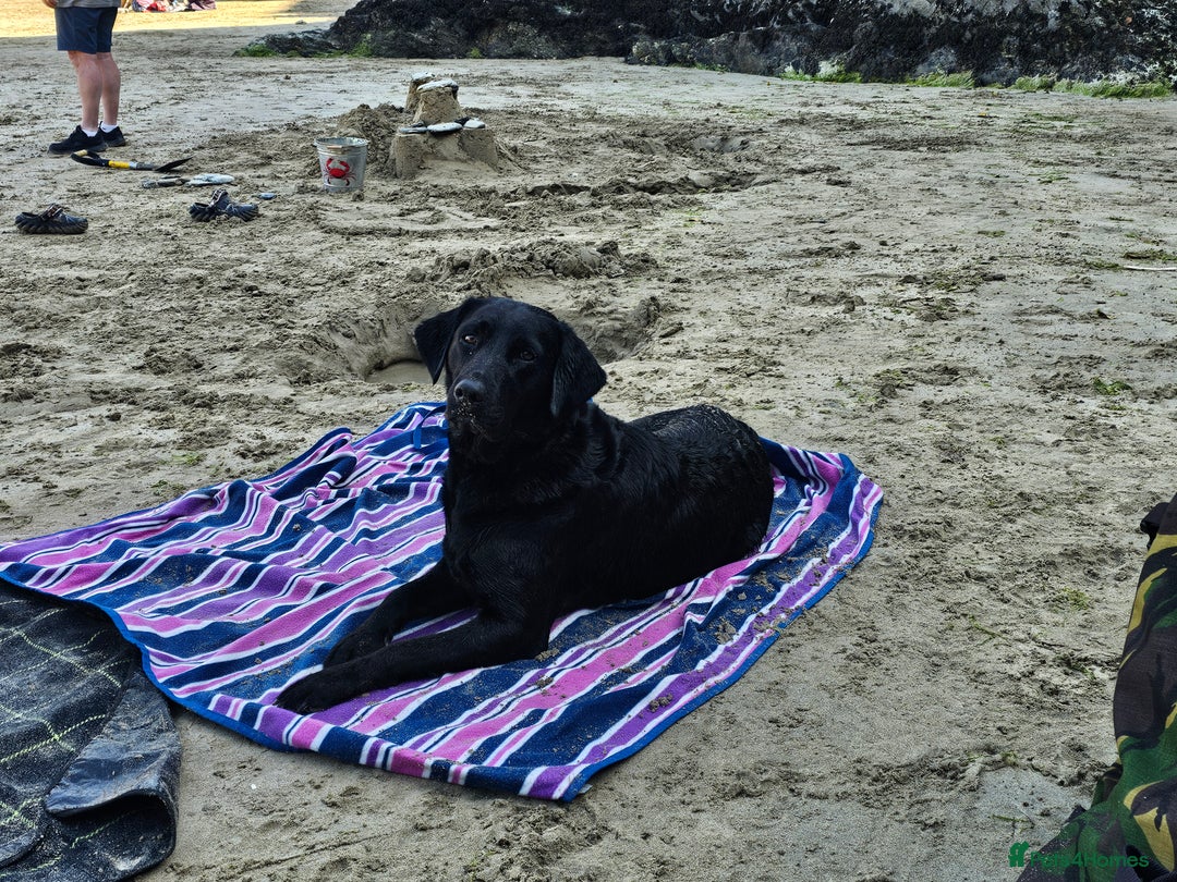 Labrador Retriever dogs for sale: Black labrador gundog working puppies  - Image 5
