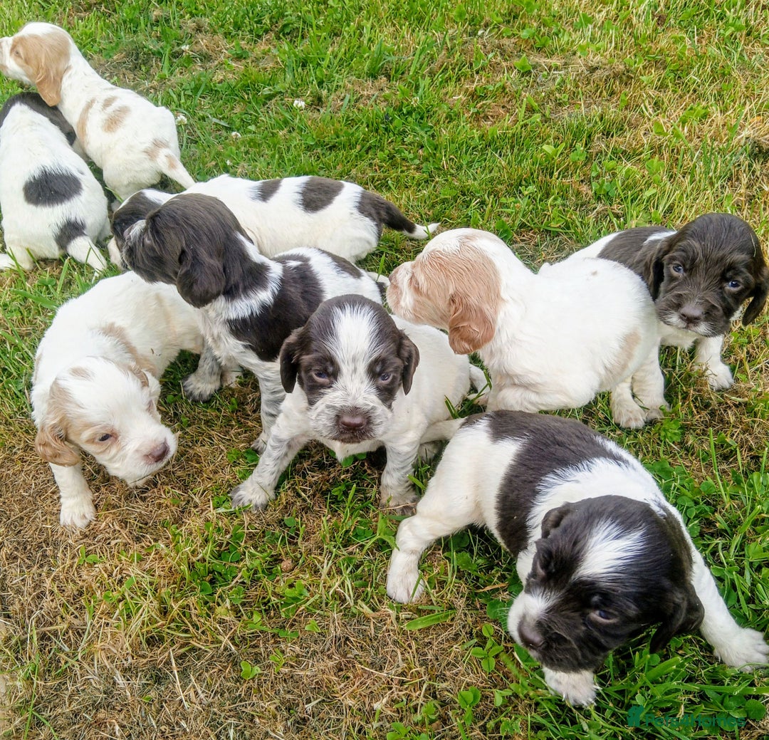 Sprocker dogs for sale: Beautiful f2 sprockers - Image 19