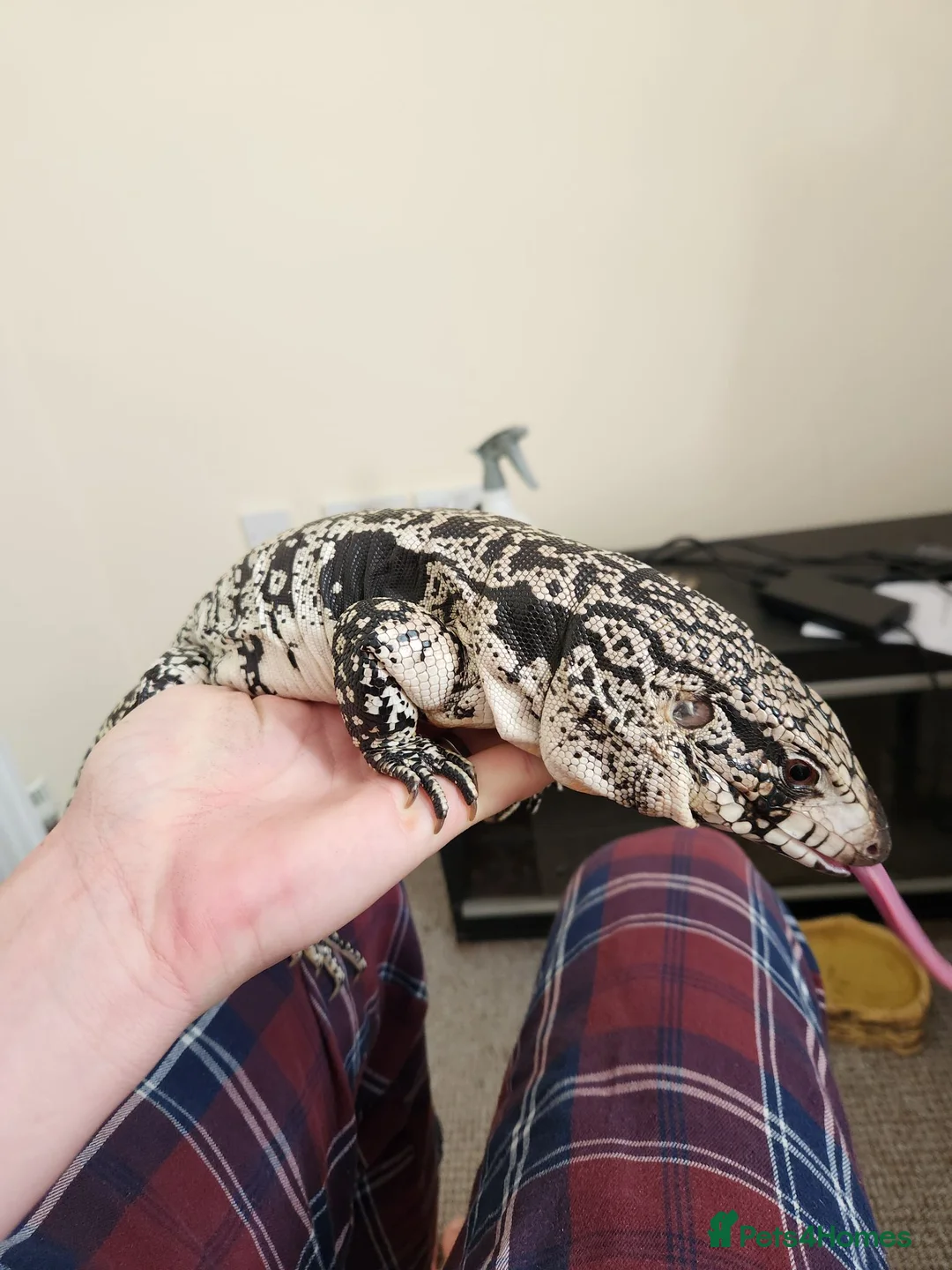 Monitor reptiles for sale: Blue Tegu in Newmarket - Advert 2