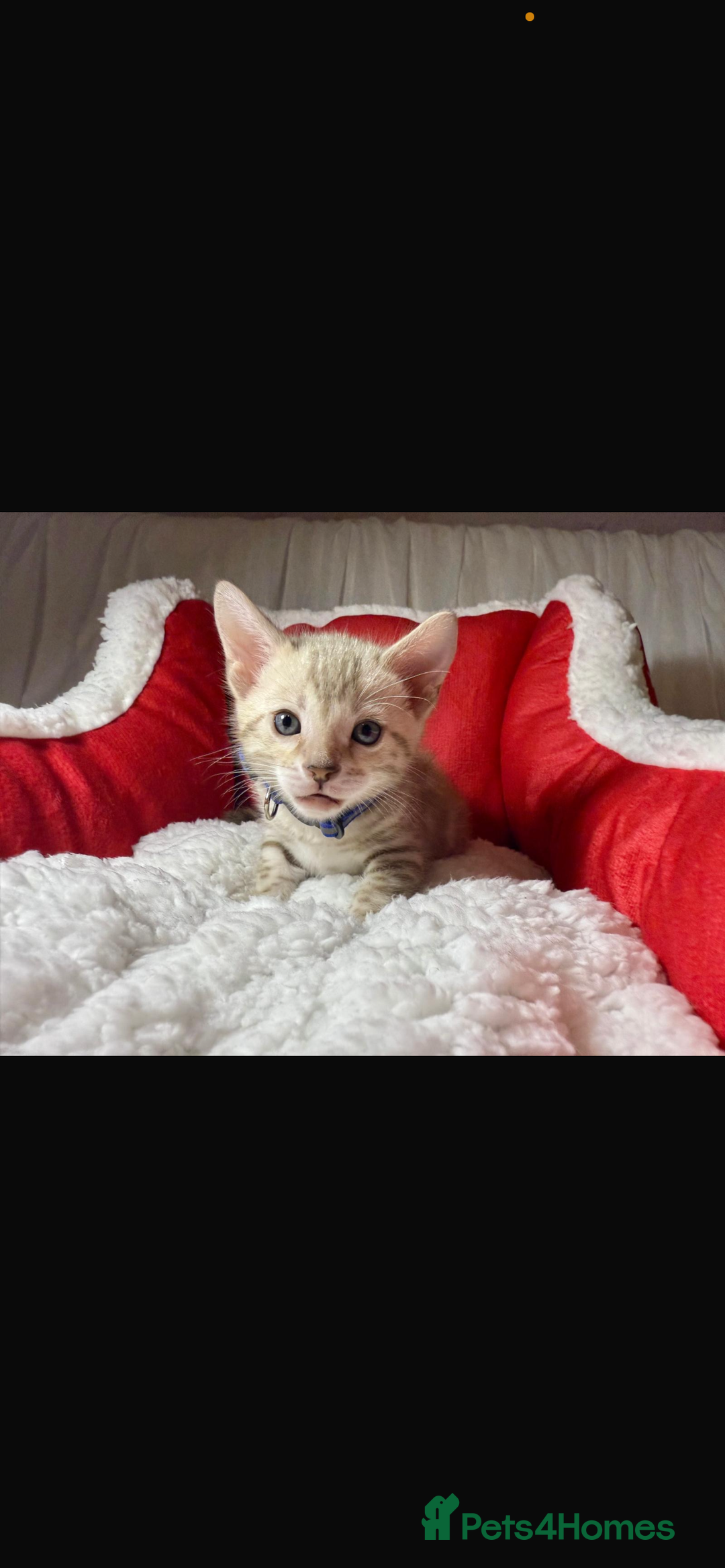 Bengal cats for sale: 🐆Bella's Bengals🐆 - Advert 28