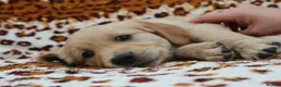 Golden Retriever dogs for sale: READY TO LEAVE Litter of Golden Retriever puppies - Advert 30