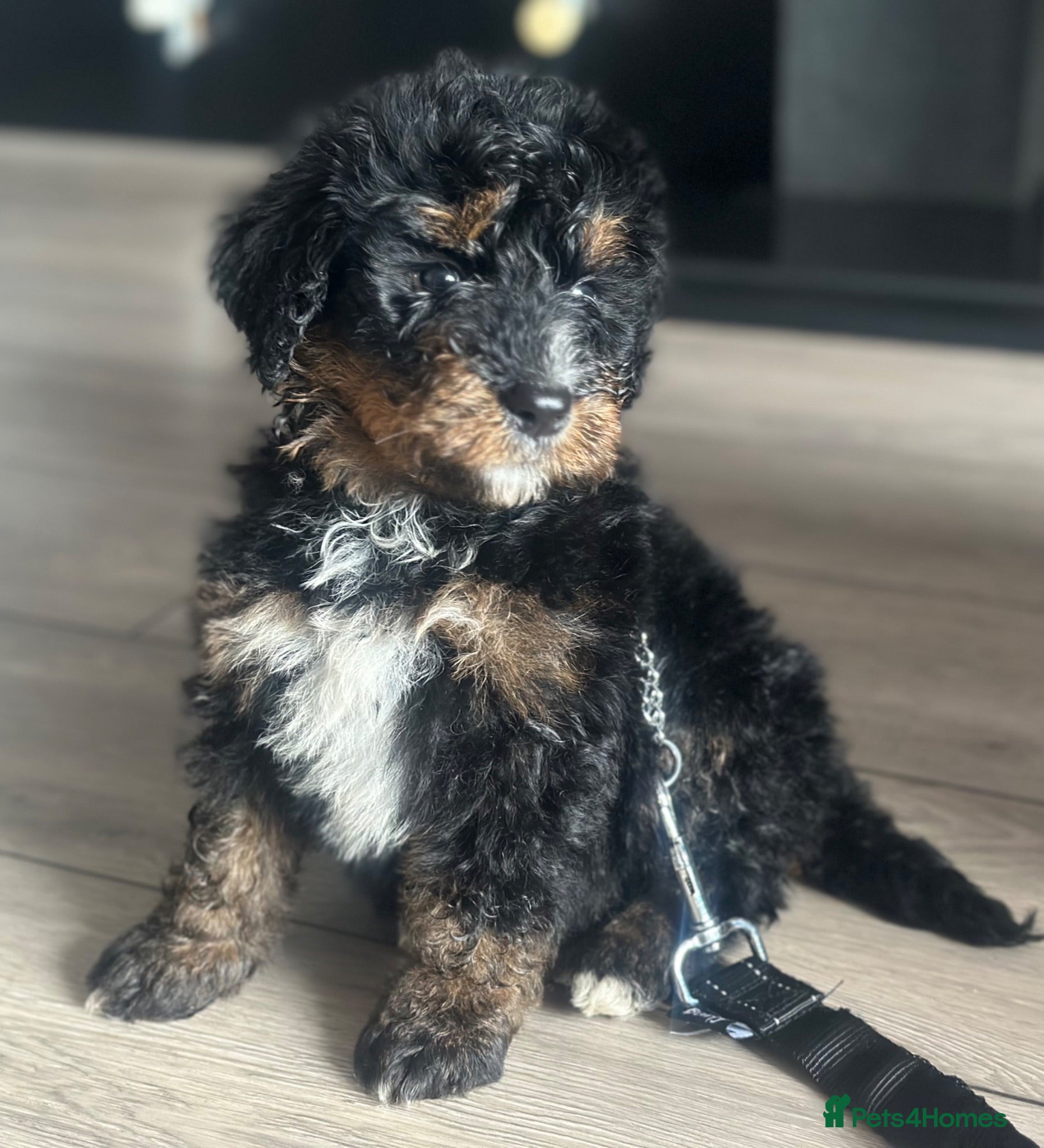 Bernedoodle dogs standard F1 Bernadoodles 1 tri boy 4 b/w girls - Advert 2