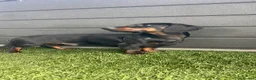 Miniature Dachshund dogs for sale: 13 months old miniature dashhound boy  in Neath - Advert 3