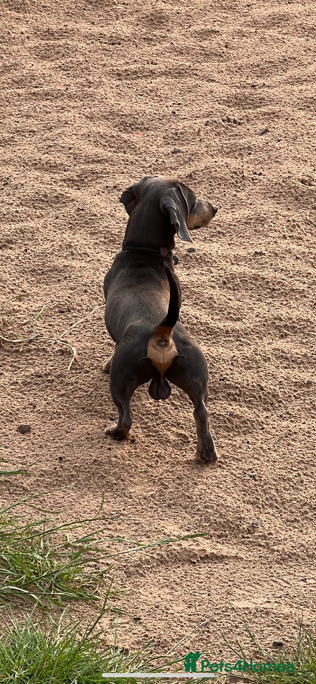 Miniature Dachshund dogs for stud: 🐾HUGO THE BOSS (KC REG & PRA CLEAR) PROVEN STUD🐾 in Manchester - Advert 37