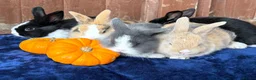 French Lop rabbits for sale: 5 Beautiful French lops  - Advert 4