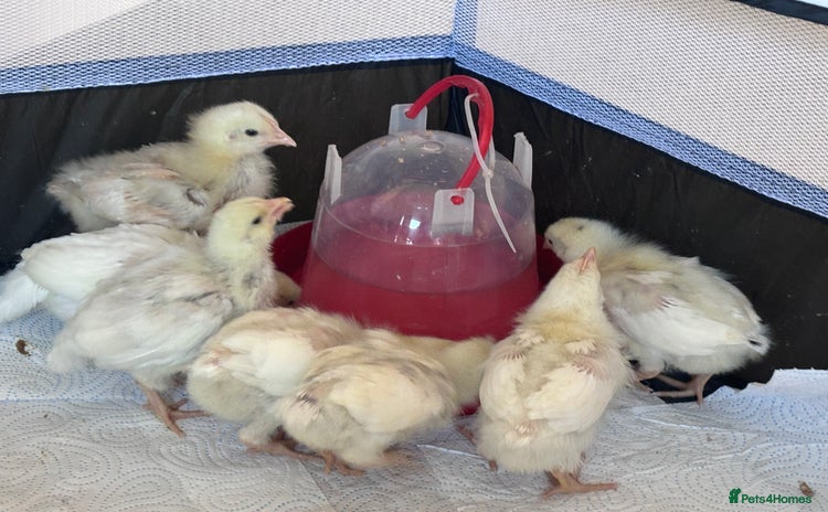 Chickens poultry - Advert 13