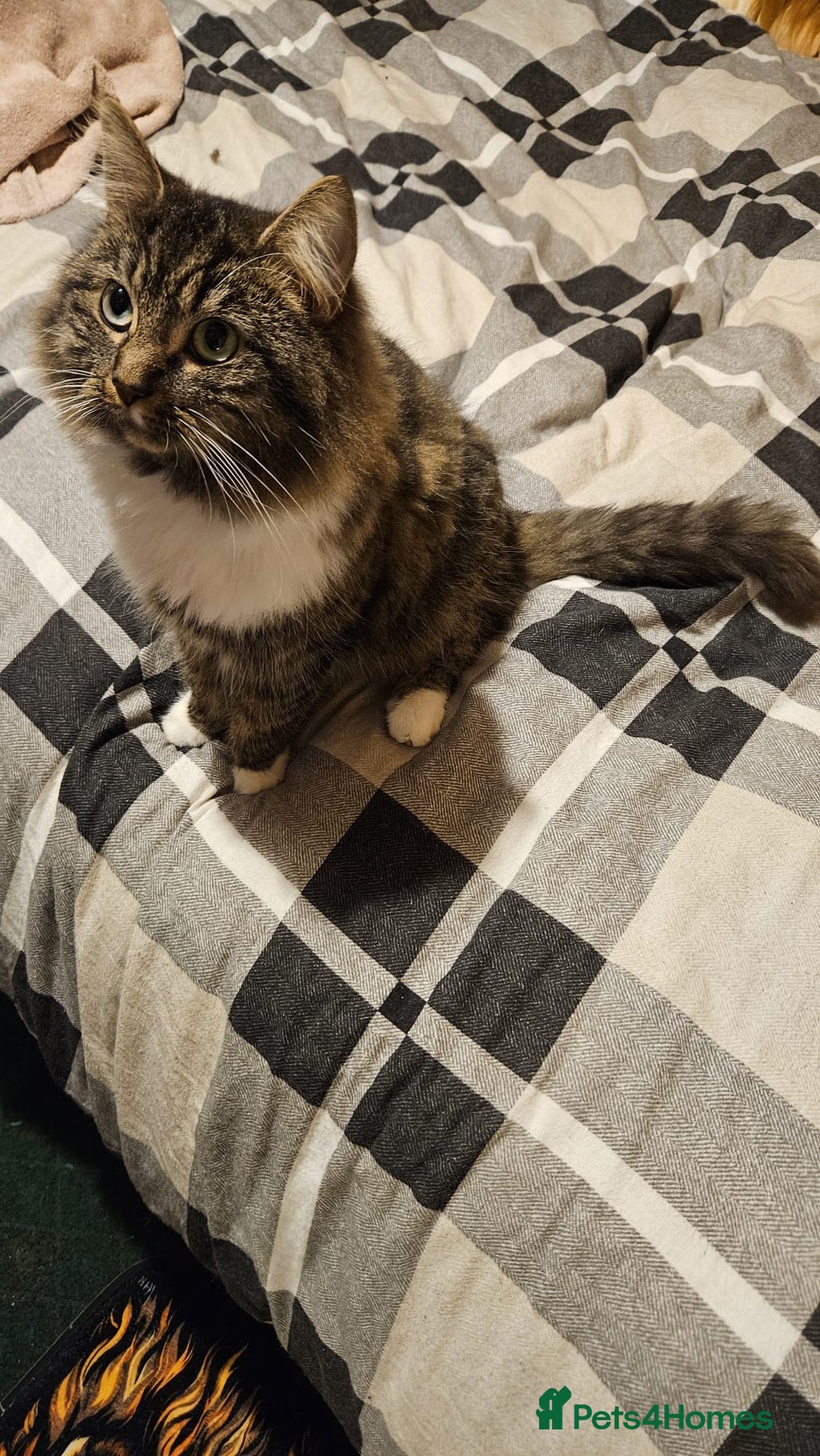 Norwegian Forest Cat cats for sale: For rehome norweigin forest cross ragdoll  - Advert 6