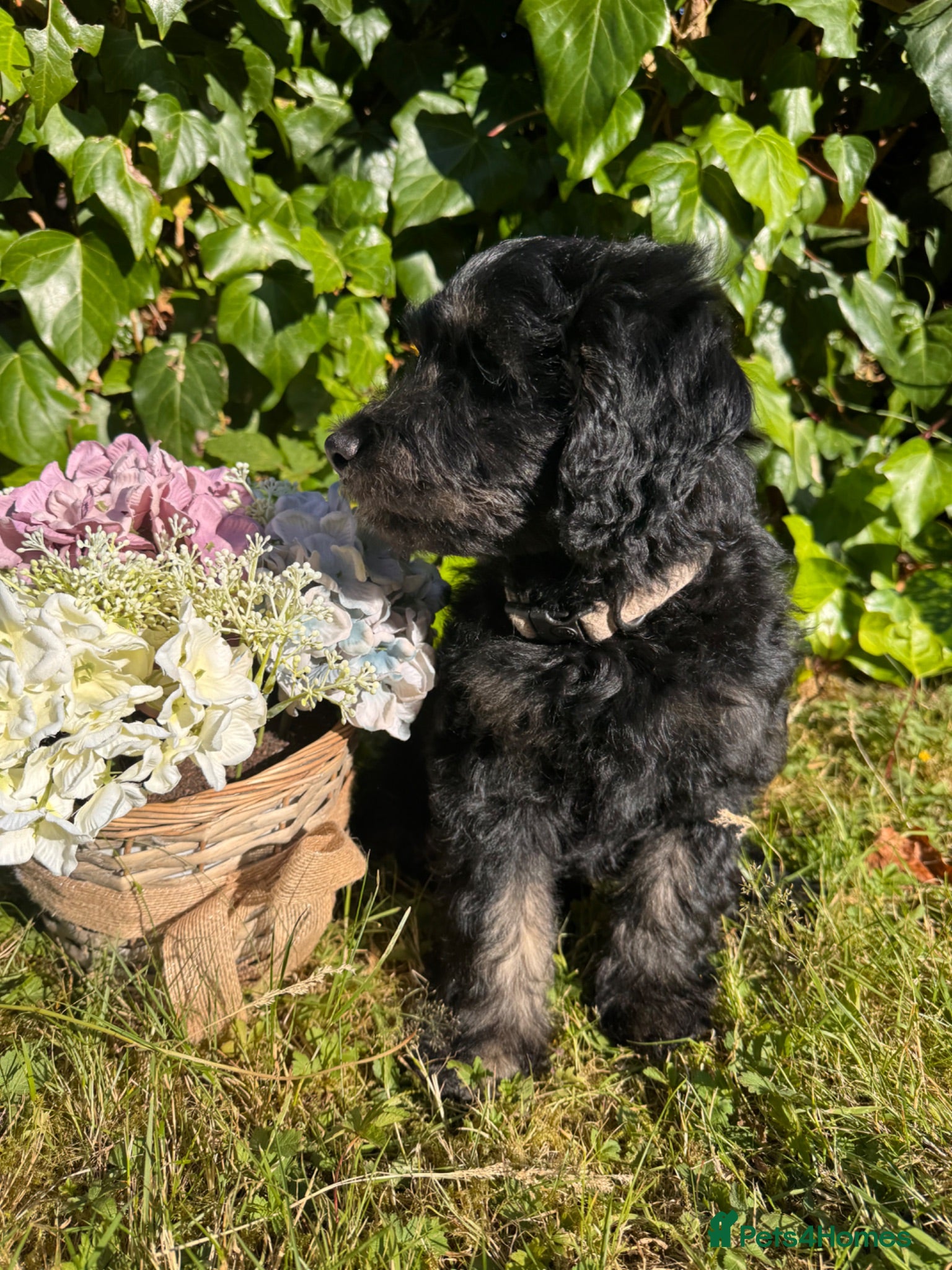 Mini Goldendoodle dogs F1 Mini Goldendoodles  *READY NOW* - Advert 2