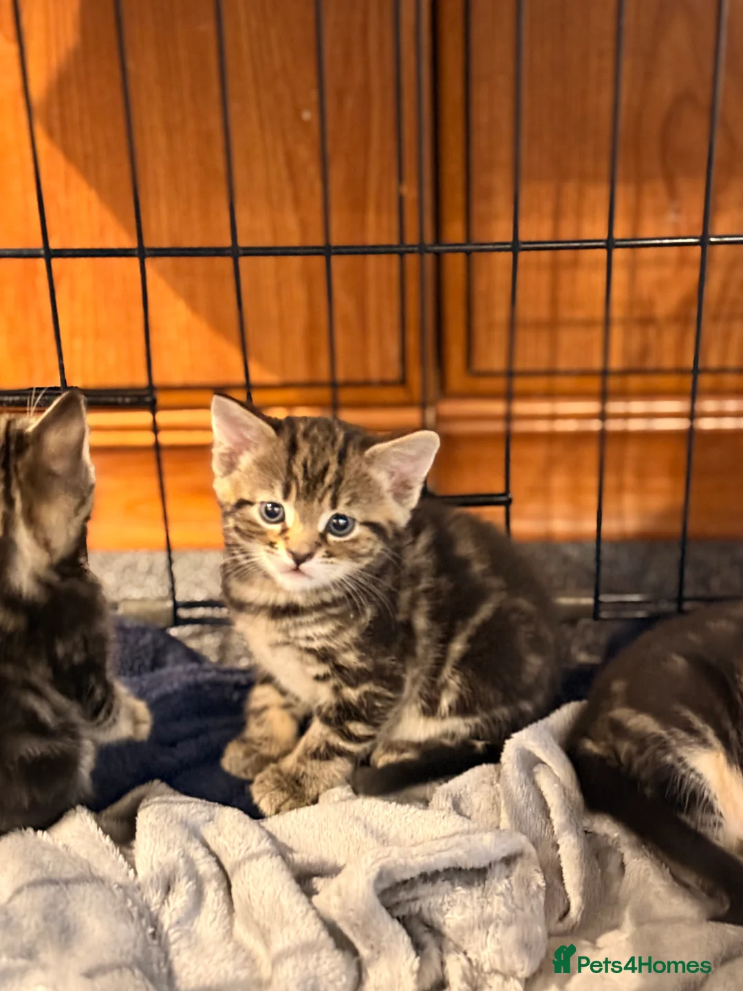 British Longhair cats for sale: Beautiful tabby kittens for sale - ready to go now - Advert 6