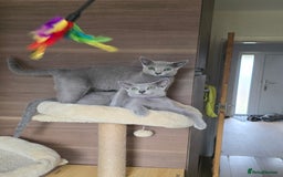 Russian Blue cats for sale: Russian Blue kittens Tica registered  - Image 25