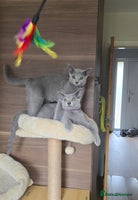 Russian Blue cats - Advert 1