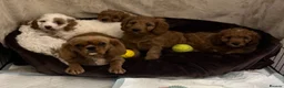 Cavapoo dogs for sale: 🐶🐾Stunning health clear cavapoo puppies🐾🐶 - Advert 21