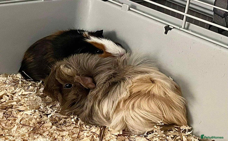 Guinea Pig rodents - Advert 3