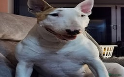 Bull Terrier dogs for sale: Female KC English bull terrier  - Image 5