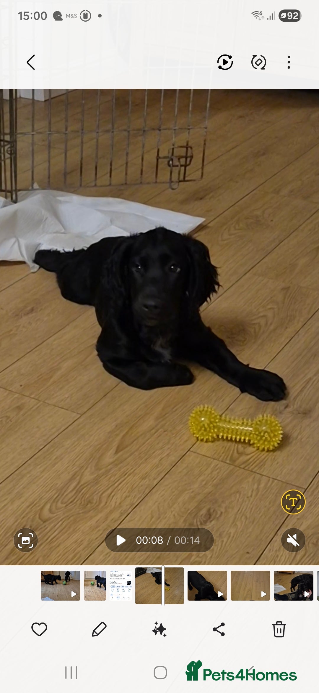 Sprocker dogs Beautiful sprocker pups - Advert 17