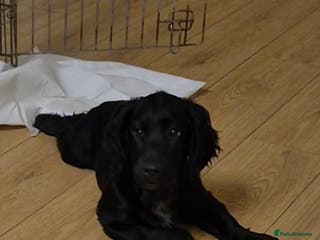 Sprocker dogs Beautiful sprocker pups - Advert 17