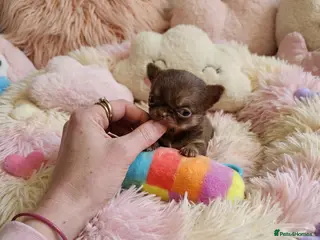 Chihuahua dogs XxQuality Chihuahua Chocolate Thai breeding pupsXx - Advert 2