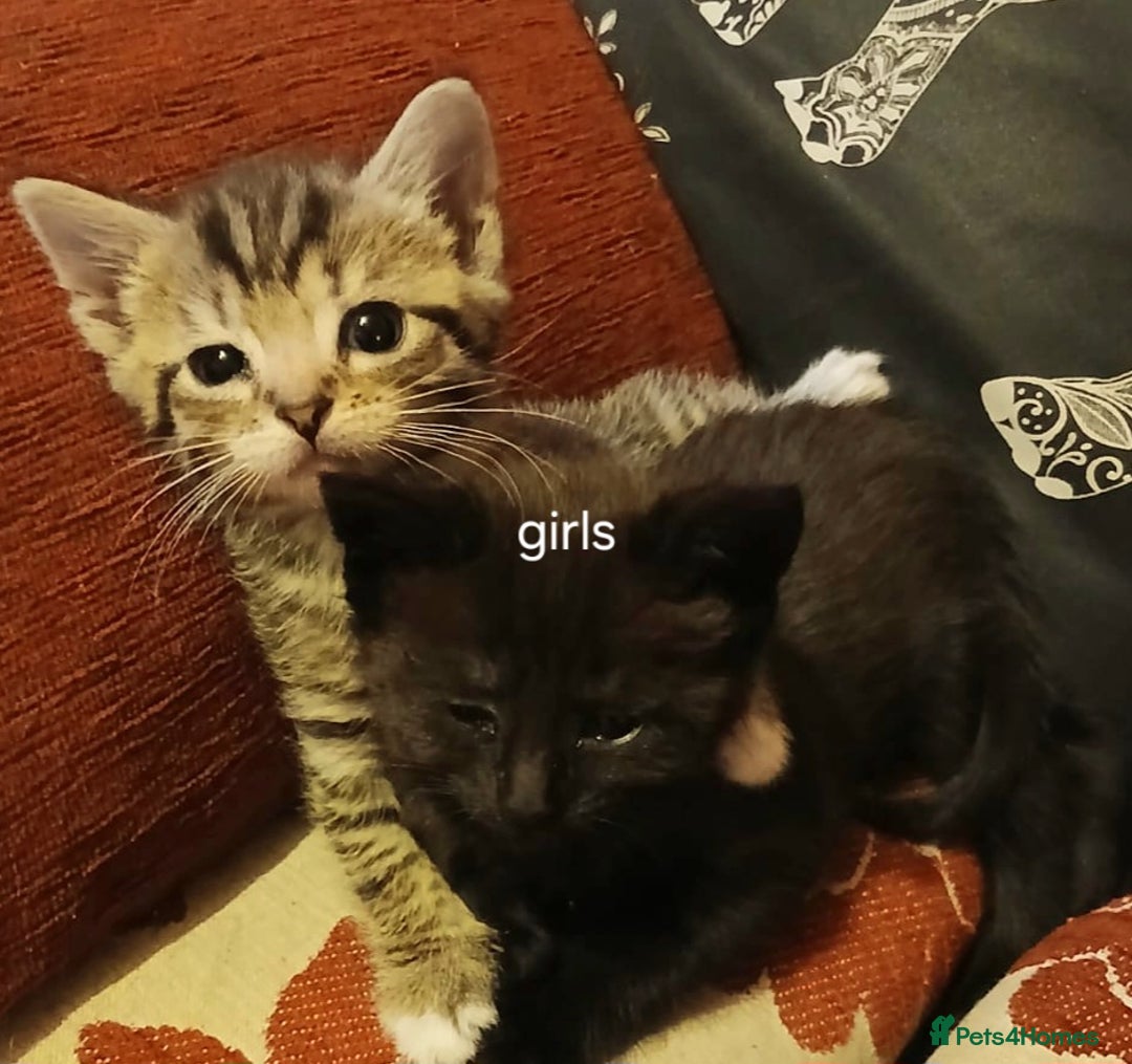 Mixed Breed cats for sale: Female Ginger&Tabby&Black Kittens (Stevenage) - Image 6