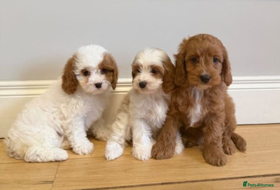 Cavapoo dogs Cavapoo puppies ready now - Advert 7