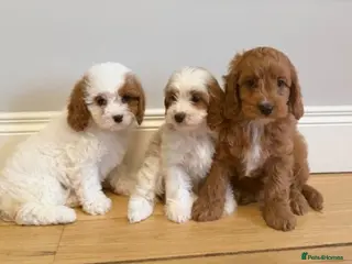 Cavapoo dogs Cavapoo puppies ready now - Advert 7