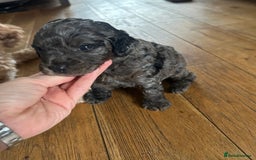 Cavapoo dogs for sale: 💕🐾 Tiny Paws, Big Heart 🐾💕Toy Cavapoo  - Image 5