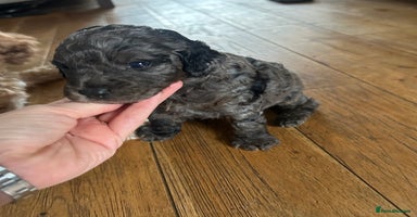 Cavapoo dogs - Advert 6