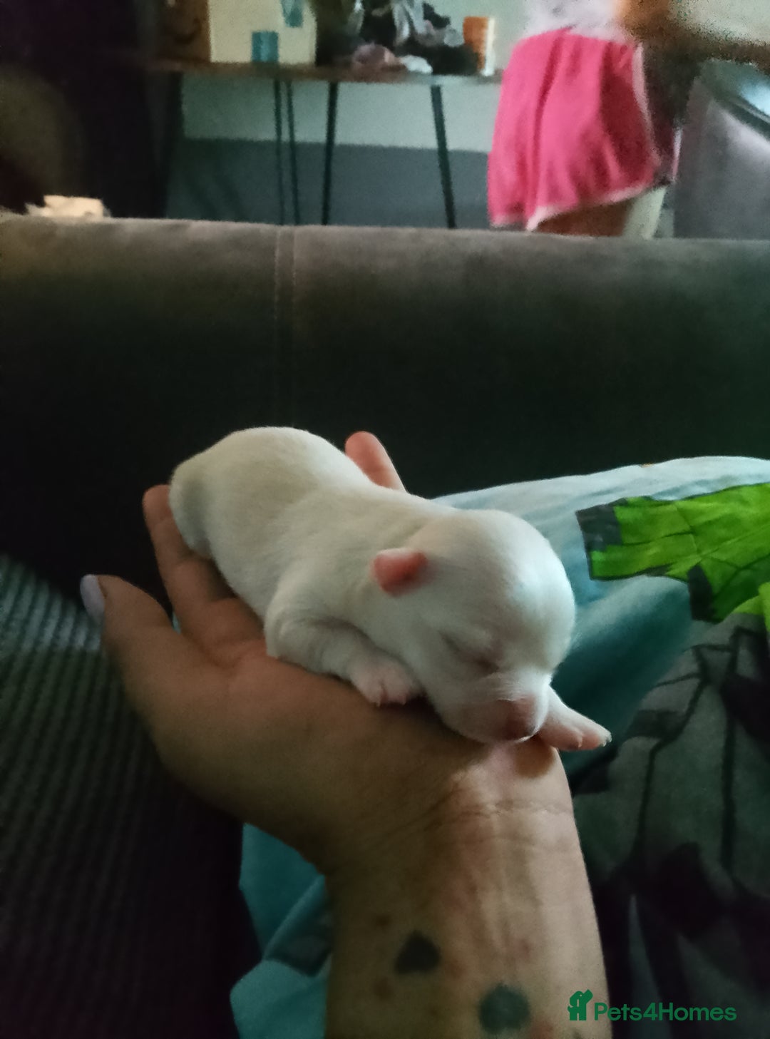 Chihuahua dogs for sale: Puppies for sale  - Image 1