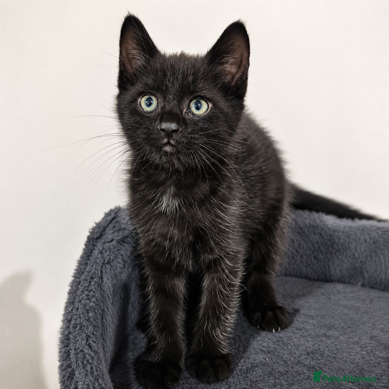 Mixed Breed cats 💕 Five Tiny Paws, Five Huge Personalities! - Advert 1