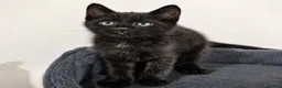 Mixed Breed cats for sale: 💕 Five Tiny Paws, Five Huge Personalities! - Advert 1