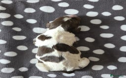 English Springer Spaniel dogs for sale: KC registered English Springer Spaniel puppies - Image 8