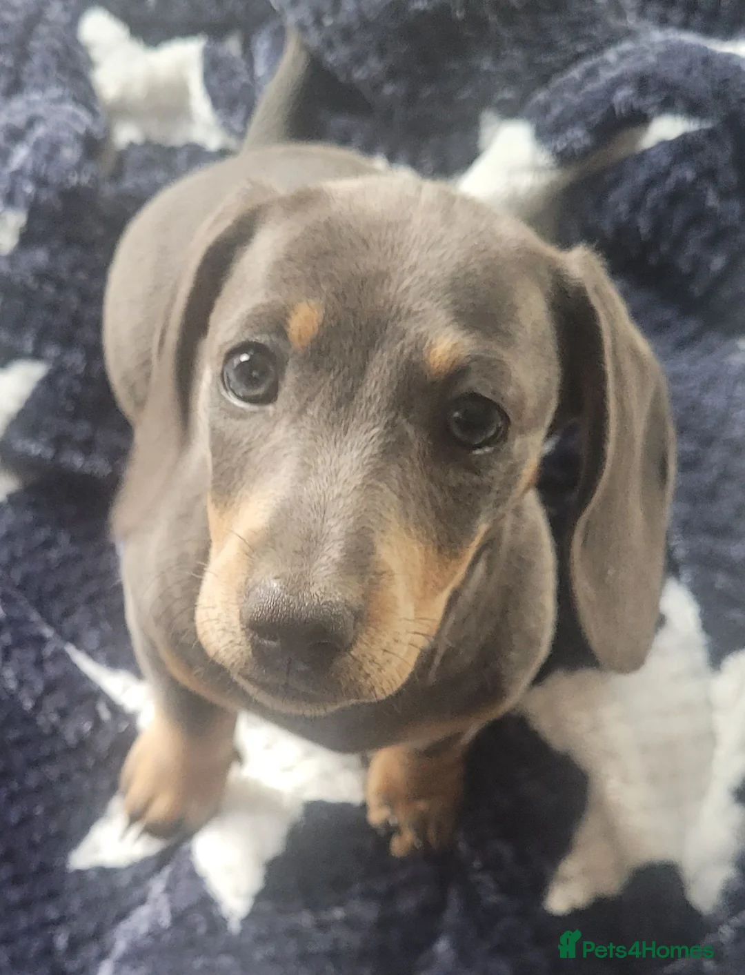 Dachshund dogs for sale: Blue- Tan Mini Dachshund - Advert 1