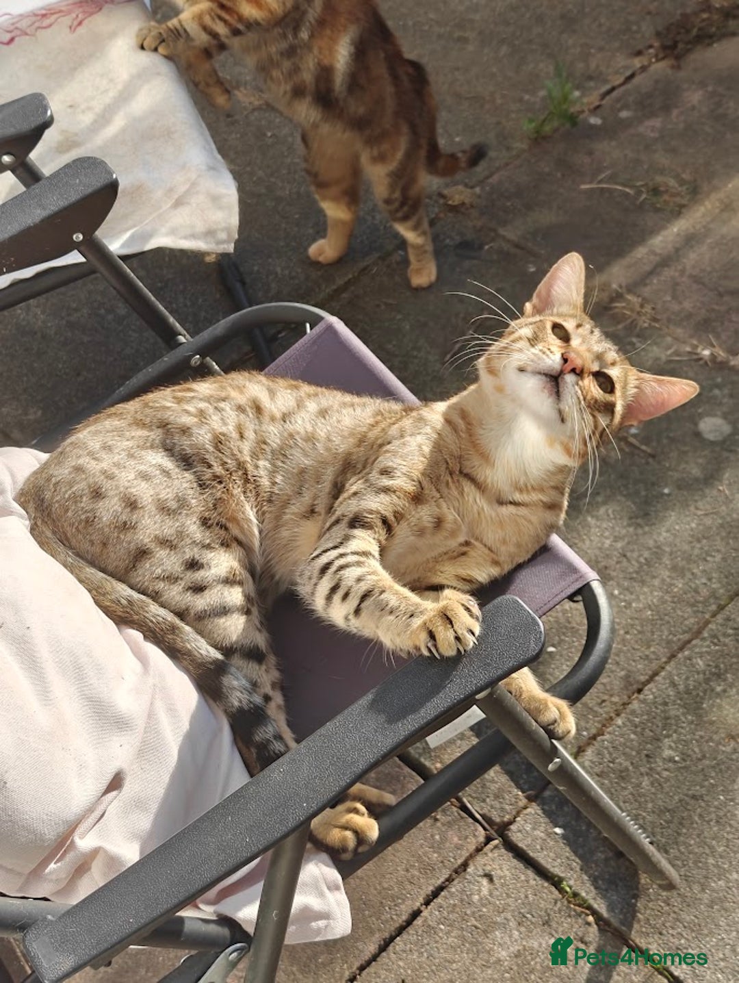 Brazilian Shorthair cats for sale: Mixed bred kittens - Advert 4