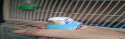 Budgerigars birds for sale: Baby budgies ready now  - Advert 4