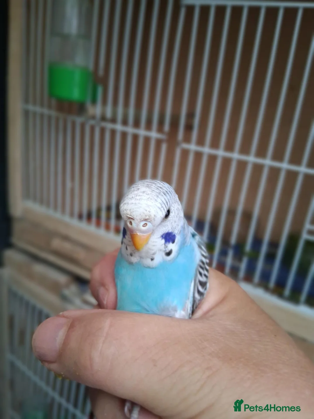 Budgerigars birds for sale: Baby budgies ready now  - Advert 4