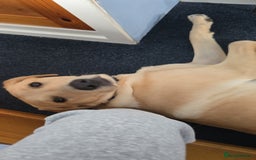 Labrador Retriever dogs for sale: Wanted good home  - Image 8