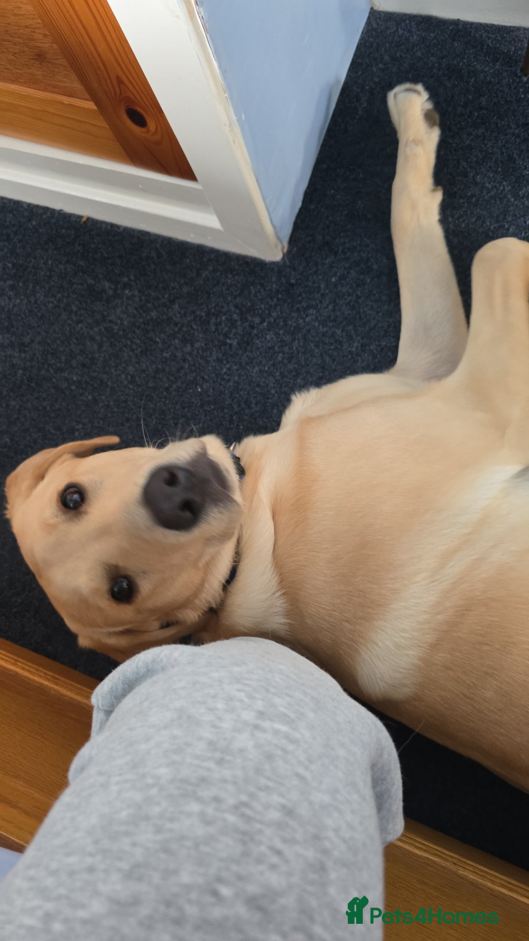 Labrador Retriever dogs for sale: Wanted good home  - Image 8