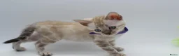 Bengal cats for sale: TICA Registered Brown & Snow Lynx Bengal Kittens - Advert 29