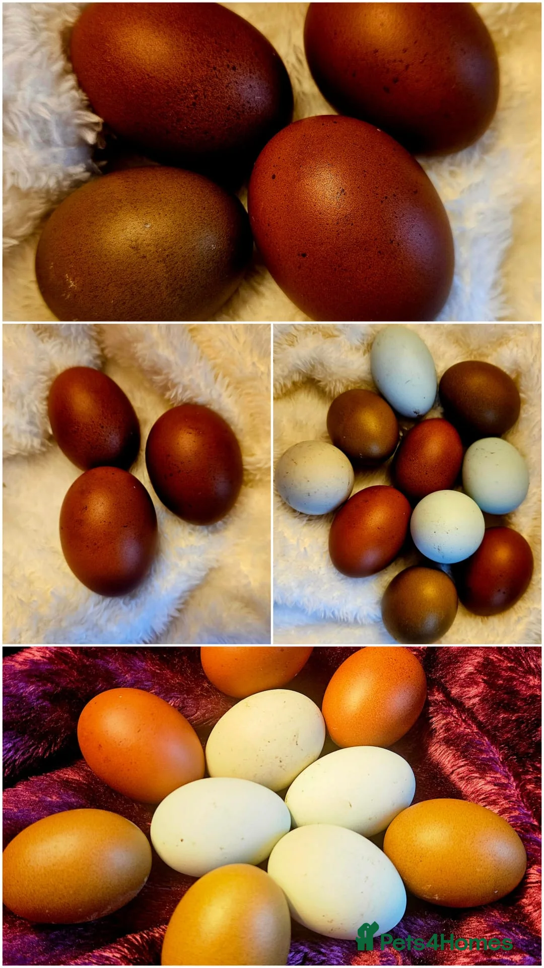 Chickens poultry for sale: Black Cooper Marsbar F1 carrying Ameraucana - Advert 1