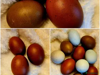 Chickens poultry Black Cooper Marsbar hatching eggs fert Ameraucana - Advert 5
