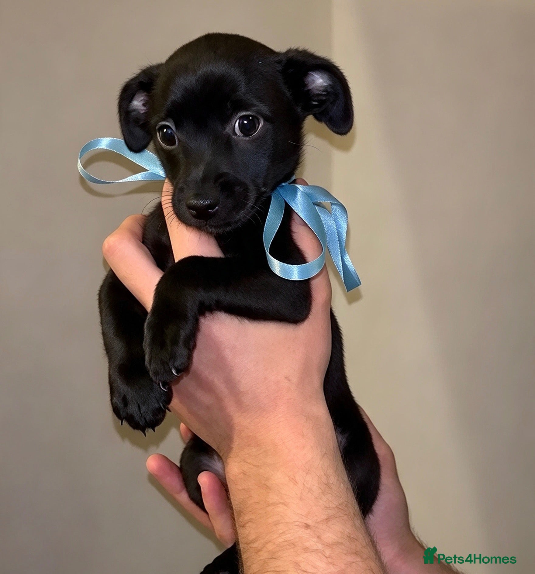 Jackapoo dogs JACKAPOO PUPS🐾 - Advert 11