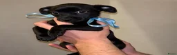 Jackapoo dogs for sale: JACKAPOO PUPS🐾 - Advert 1