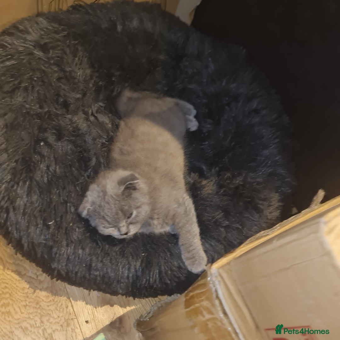 Scottish Fold cats for sale: Scottish Folds  4 Male 1 Female - Image 5