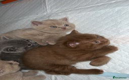 British Shorthair cats for sale: British shorthair kittens  - Image 4