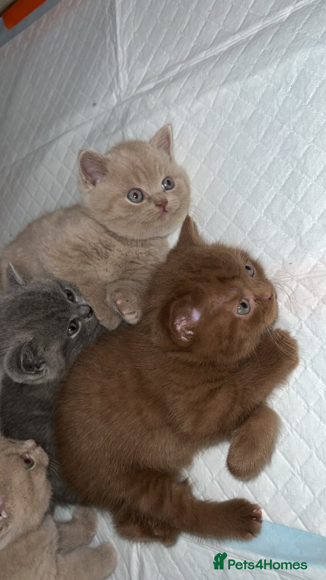 British Shorthair cats for sale: British shorthair kittens  - Image 4