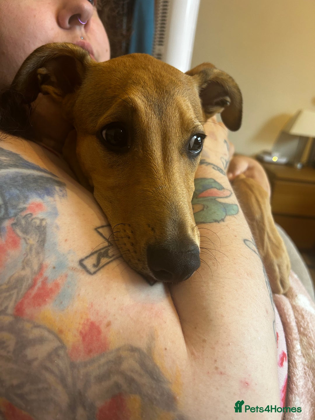 Lurcher dogs for sale: Loving 6Month Old Lurcher Puppy - Image 14