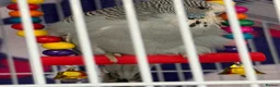 Budgerigars birds for sale: Grey budgie  - Advert 3