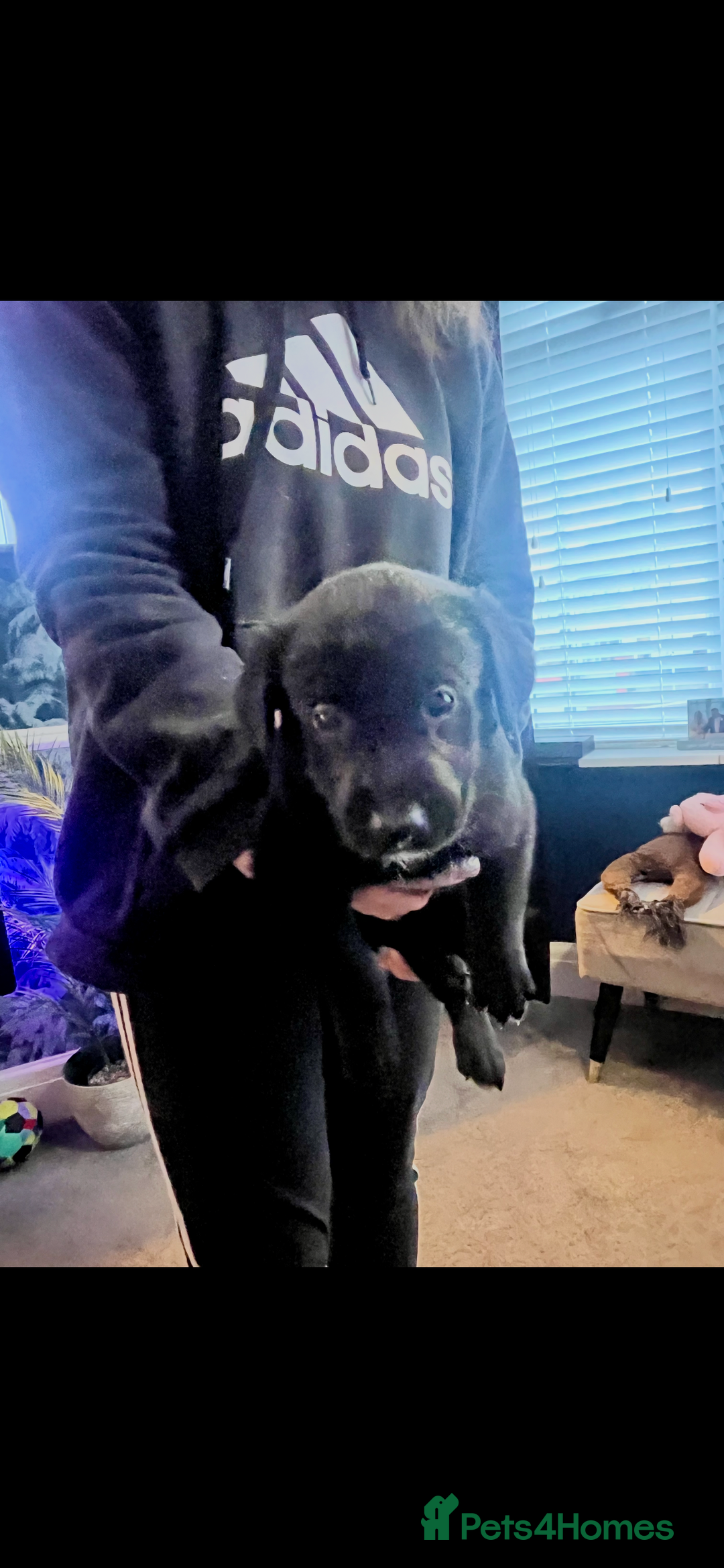 Mixed Breed dogs for sale: Belgian Shepherd x Goldador Puppies  - Advert 1