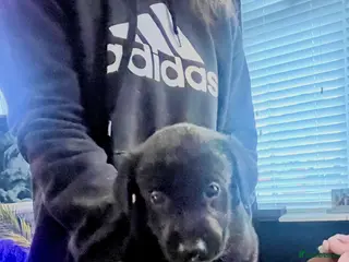 Mixed Breed dogs Belgian Shepherd x Goldador Puppies - Advert 18